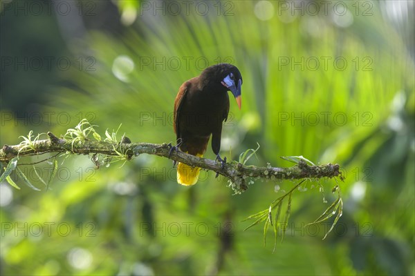 Montezuma oropendola