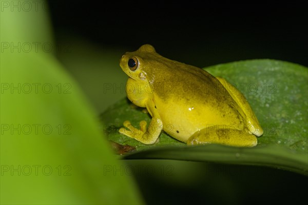 Mahogany tree frog