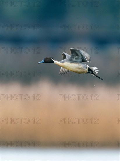 Male of Northern Pintail