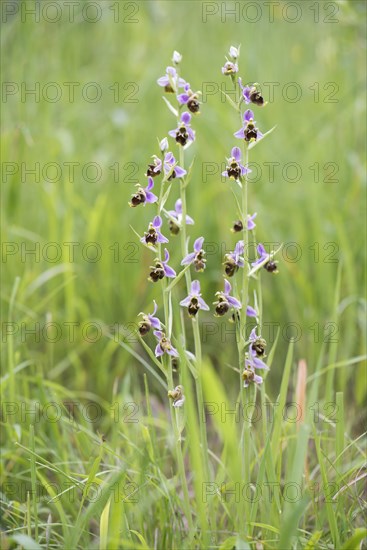 Late spider-orchid