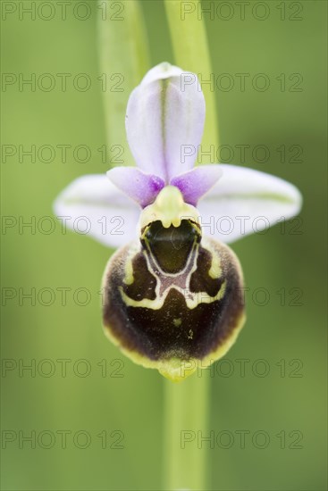 Late spider-orchid