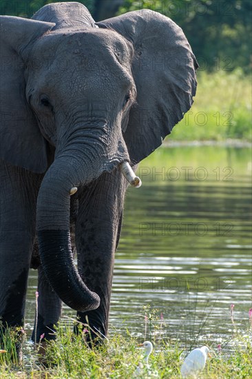 African elephant