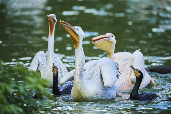 Dalmatian pelican