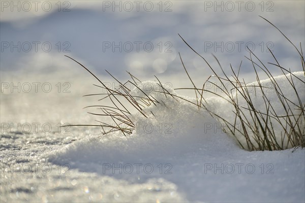 Blades of grass growing out of the snow