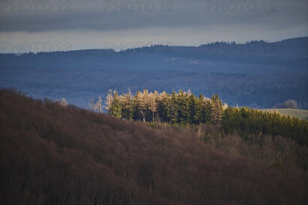 Spotlight from the sun on Norway spruce