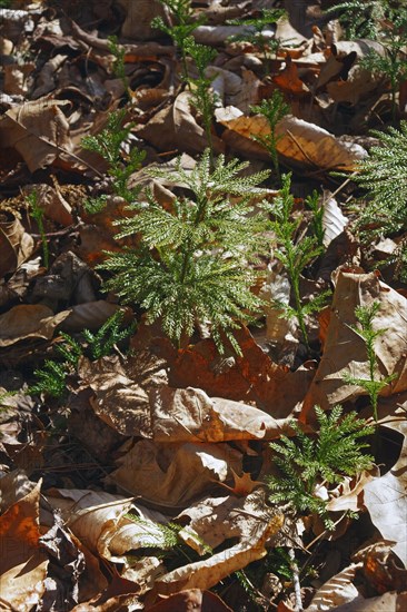 Flat-branched tree-clubmoss