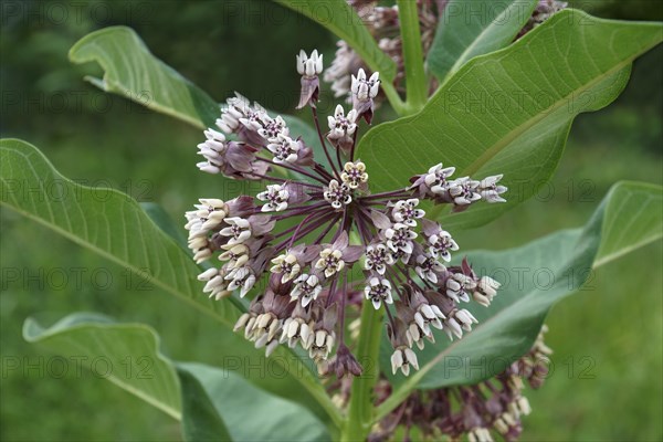 Common milkweed