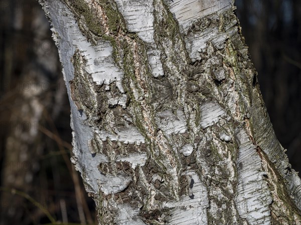 Bark of a warty birch