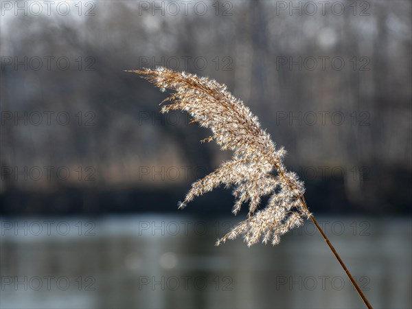 Common reed