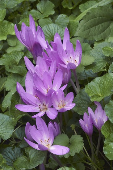 Autumn crocus