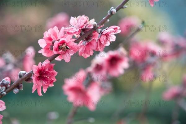 Bee on cherry blossom