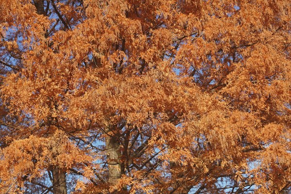 National Dawn redwood