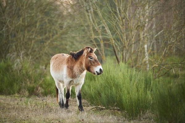 Przewalski's horse