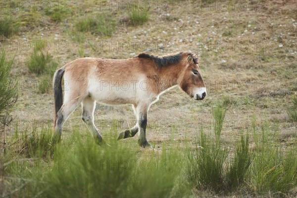 Przewalski's horse