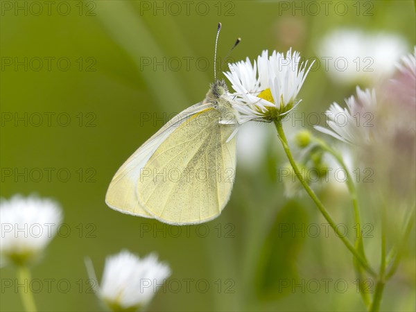 Small white