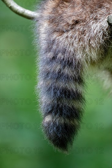 A raccoon ringtail