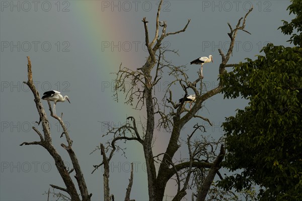 White stork