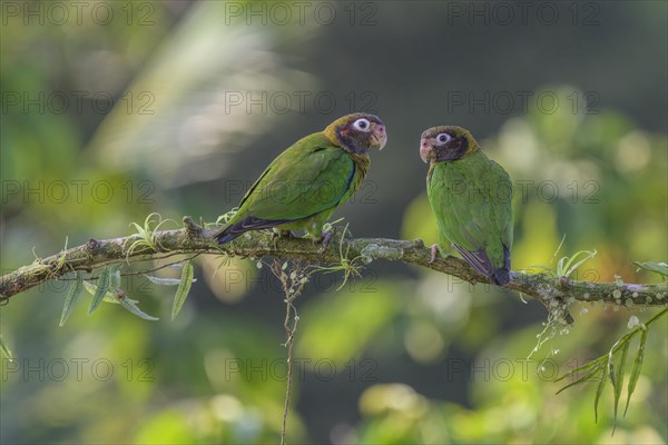 Brown-hooded parrots