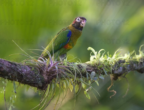 Brown-hooded parrot