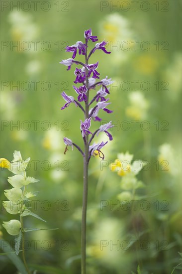 Military orchid