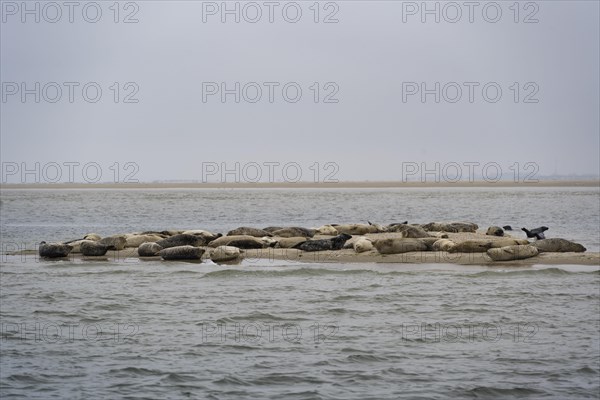 Grey seals