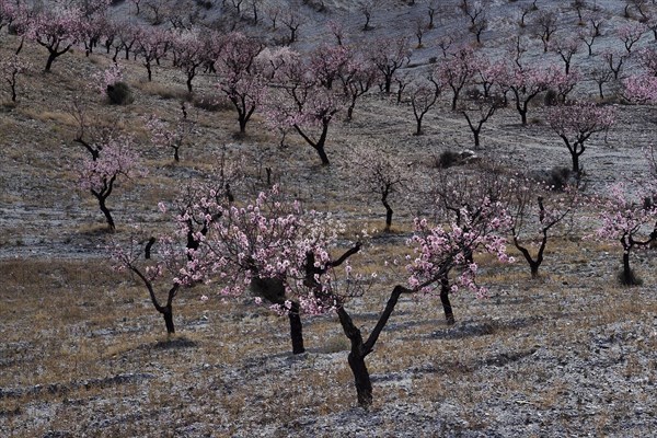 Blossoming almond trees at the beginning of flowering