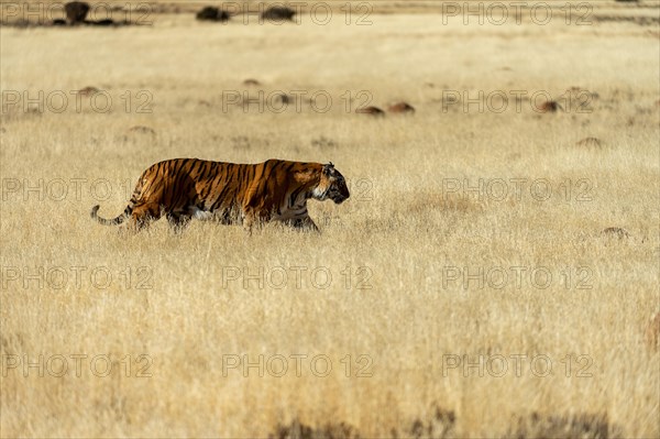 Bengal tiger