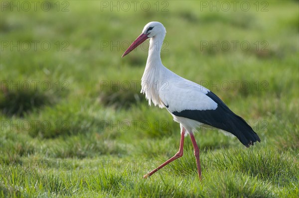 White stork