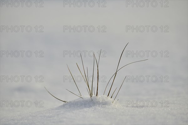 Blades of grass growing out of the snow