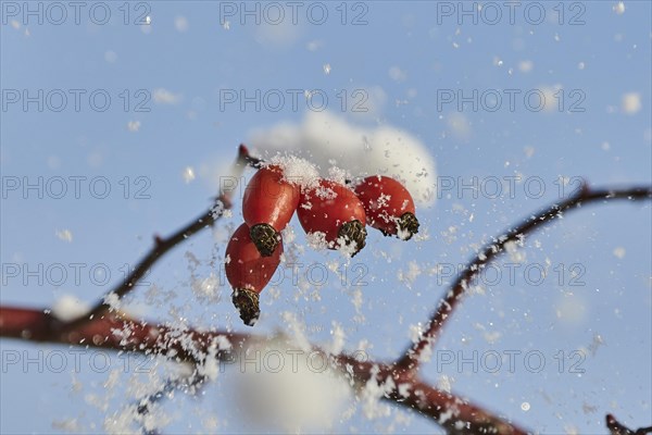 Dog rose