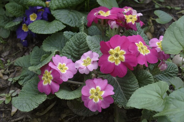 Common primrose