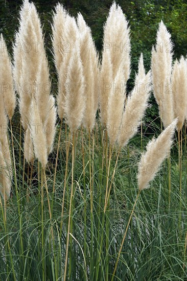 Pampas grass