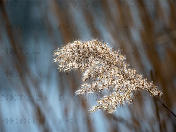 Common reed