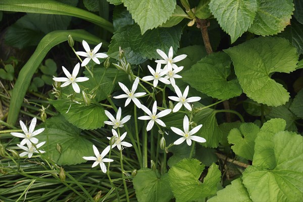 Garden star-of-Bethlehem