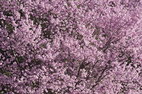 Dream Catcher flowering cherry