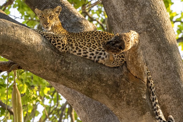 African leopard