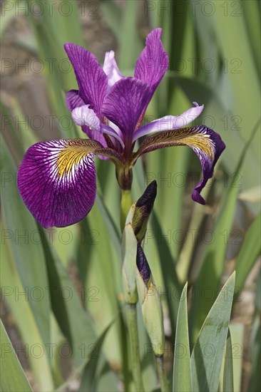 John Wood Blue Flag iris