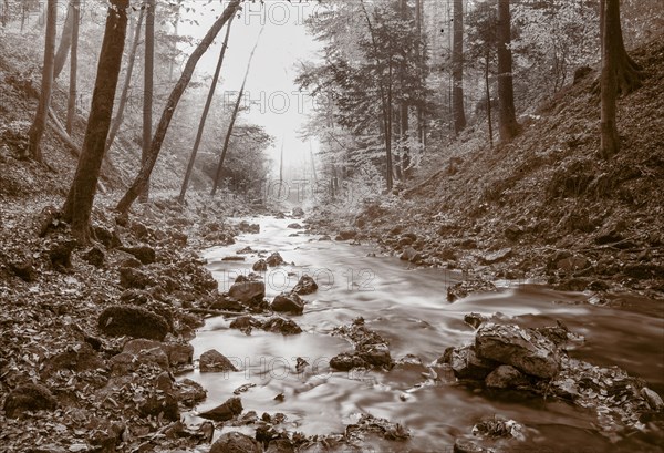 Zellerache flows through autumn forest in morning mist