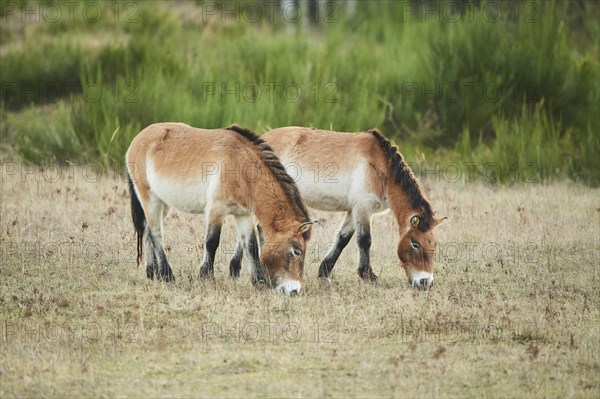 Przewalski's horse