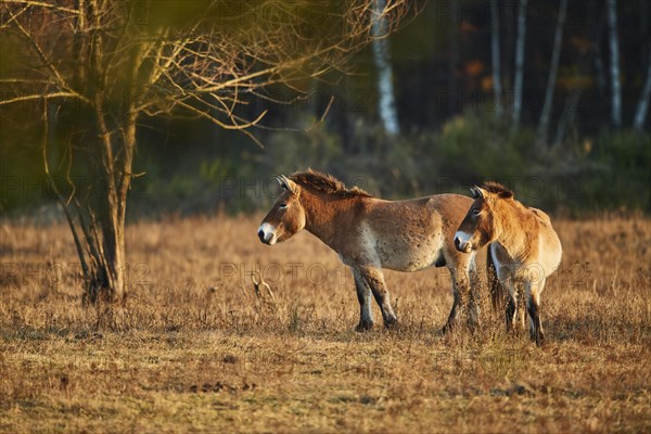 Przewalski's horse