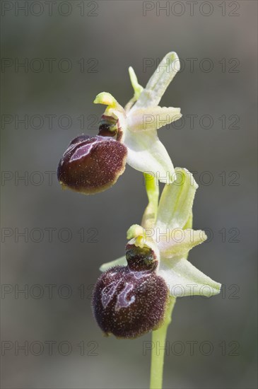 Black ophrys