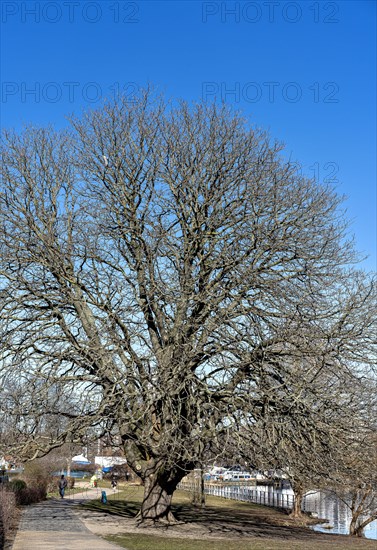 Natural Monument Tree on the banks of the Havel in Spandau