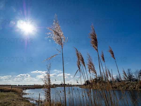 Common reed