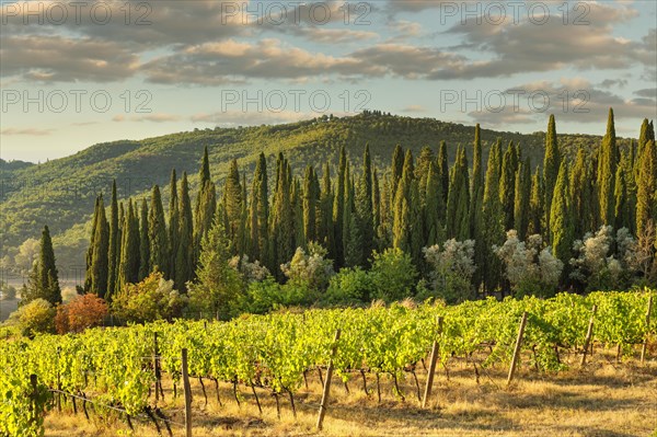 Cypress avenue in the vineyards near Radda in Chianti