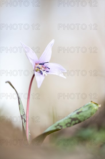 Flowering dog's tooth violet