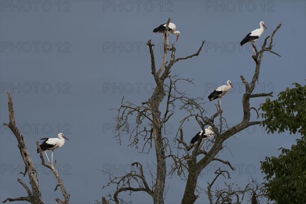 White stork