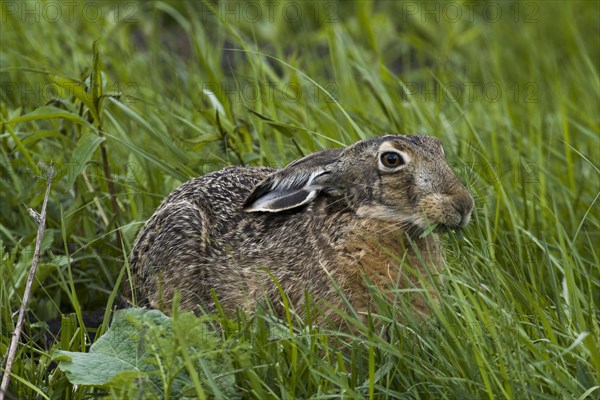 European hare