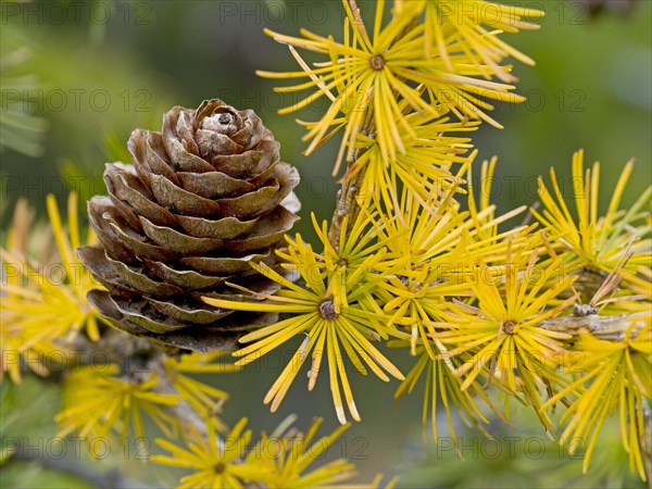 European larch