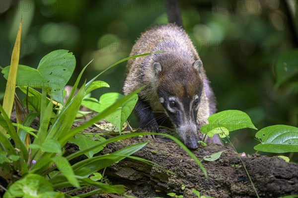 White nosed coati