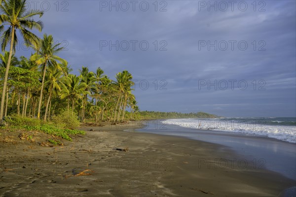 Beach with palm trees and waves near Junquillal